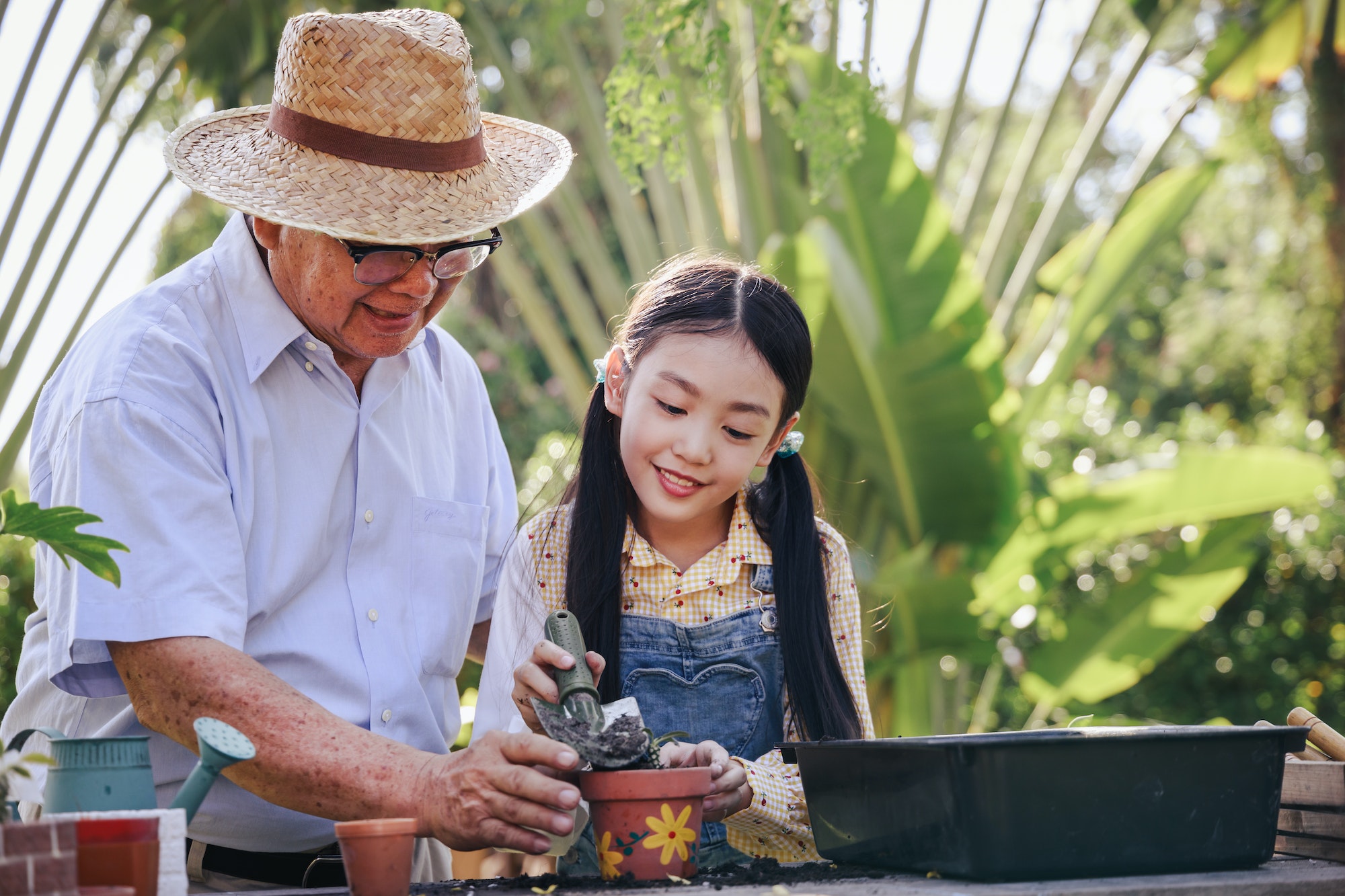 Asian retirement grandfather and granddaughter helping planting trees together